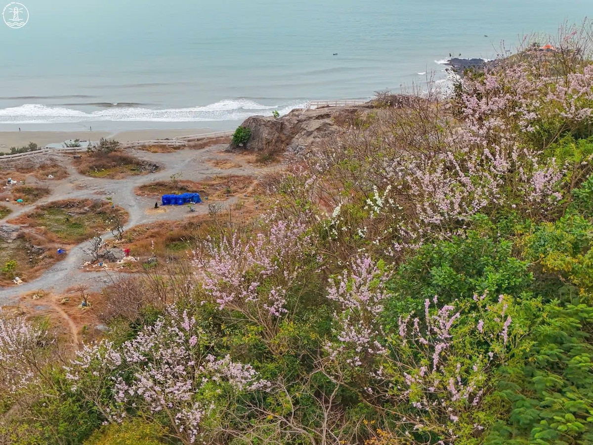 Từ cuối tháng 12 đến đầu năm mới, nhiều triền đồi và cung đường ven núi ở phường Vũng Tàu (TP HCM) bất ngờ trở thành điểm hẹn của du khách và người dân địa phương khi hoa đỗ mai đồng loạt bung nở, nhuộm hồng không gian phố biển. Ảnh Fanpage Ăn chơi Vũng Tàu