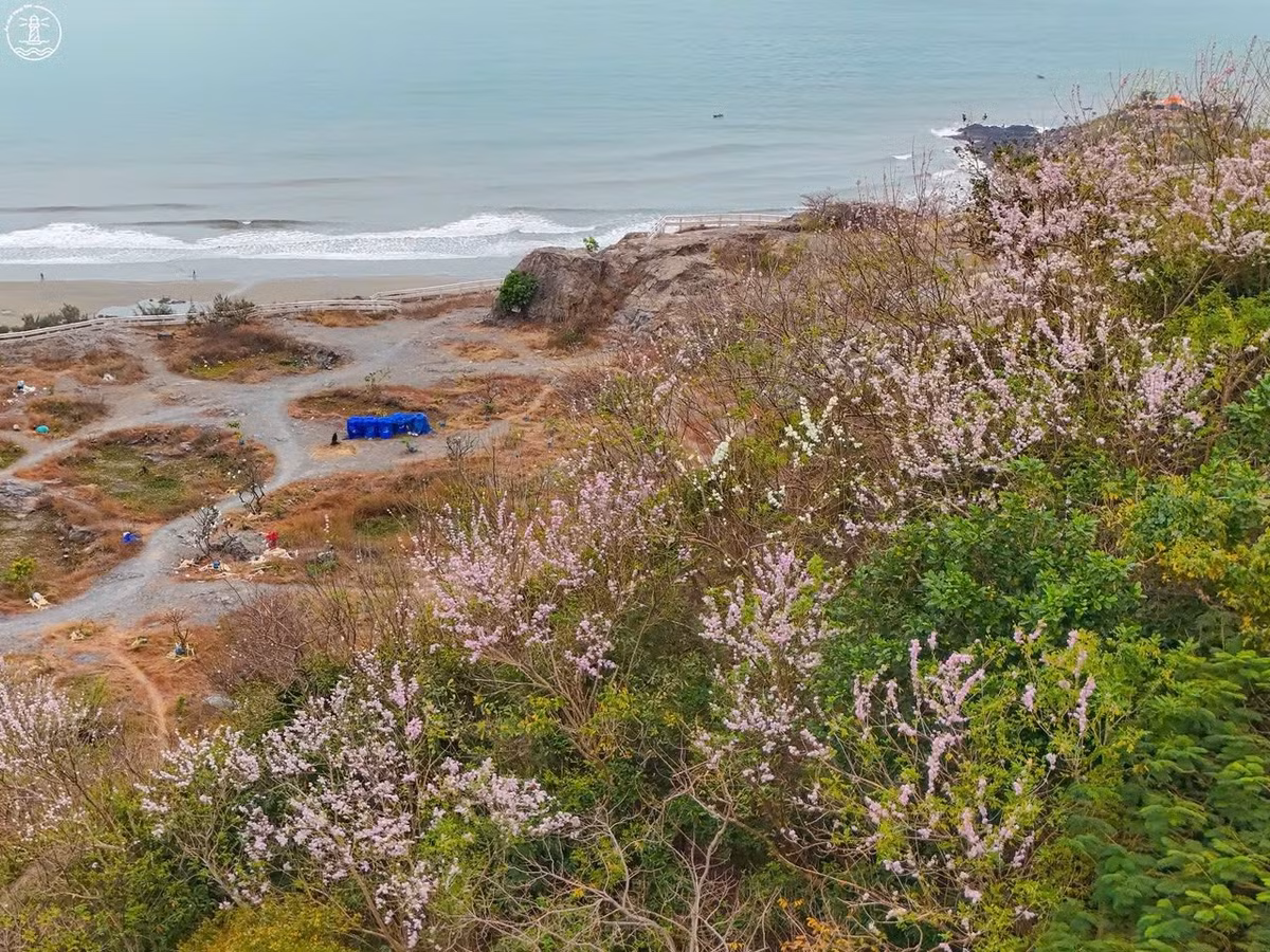 Từ cuối tháng 12 đến đầu năm mới, nhiều triền đồi và cung đường ven núi ở phường Vũng Tàu (TP HCM) bất ngờ trở thành điểm hẹn của du khách và người dân địa phương khi hoa đỗ mai đồng loạt bung nở, nhuộm hồng không gian phố biển. Ảnh Fanpage Ăn chơi Vũng Tàu