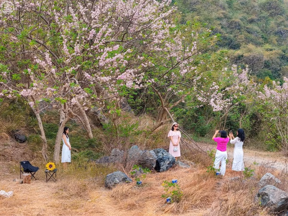 Tại khu vực chân núi Tao Phùng, ven đường Hạ Long hay các sườn đồi hướng ra biển, những chùm hoa đỗ mai bắt đầu trổ bông, trải dài trên nền đất khô cằn. Ảnh Fanpage Ăn chơi Vũng Tàu