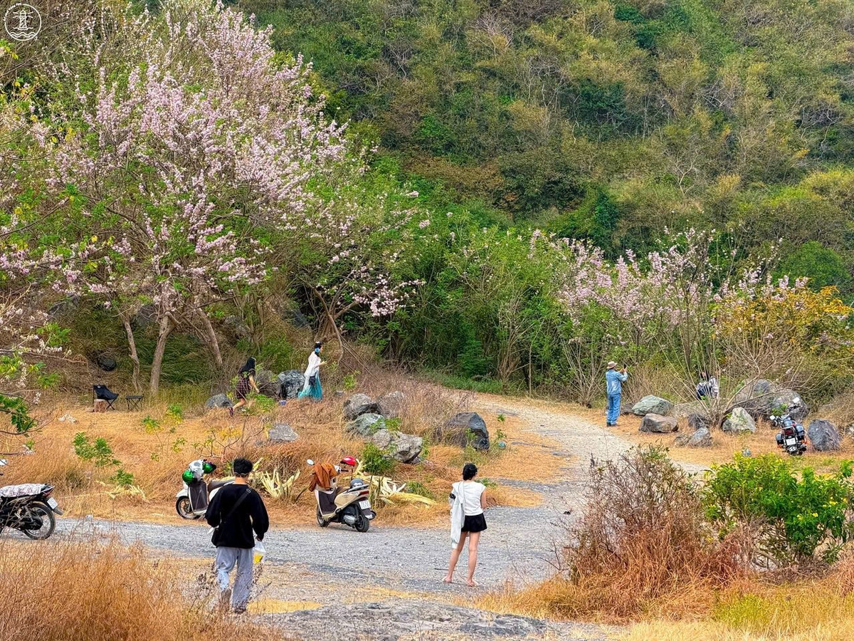 Thời điểm hiện tại được xem là lúc hoa đỗ mai nở đẹp nhất trong năm. Các điểm tập trung nhiều hoa gồm tuyến đường ven Núi Lớn, Núi Nhỏ, khu vực Đồi Con Heo và một số công viên trung tâm thành phố. Ảnh Fanpage Ăn chơi Vũng Tàu