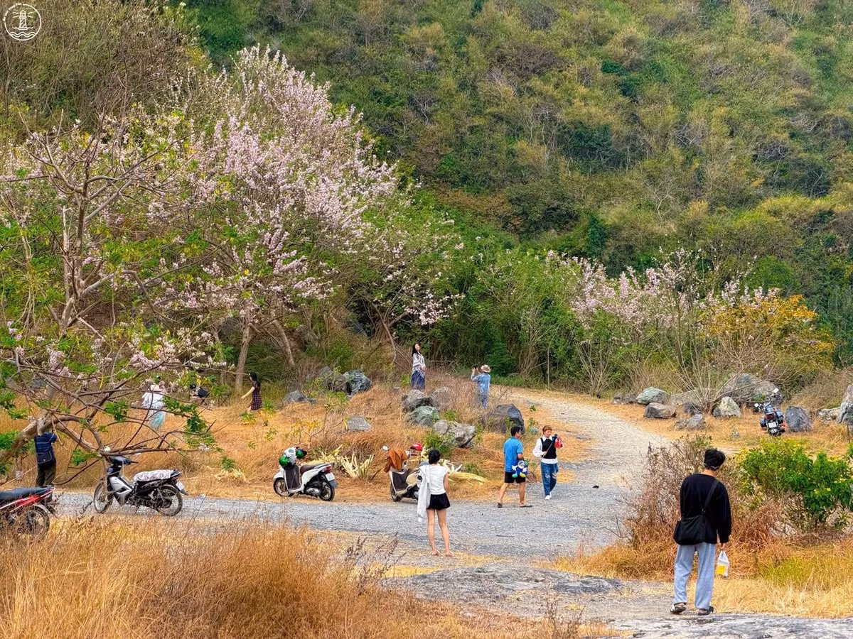 Đỗ mai là loài cây thuộc họ đậu, còn được biết đến với nhiều tên gọi như điệp anh đào, hồng mai hay đào đậu. Cây ra hoa vào dịp giáp Tết, có quả dạng đậu nên được người dân gọi là đỗ mai. Hoa mọc thành chùm, cánh mỏng, màu hồng nhạt hoặc trắng, hình dáng tương tự hoa so đũa, không có hương thơm nồng.