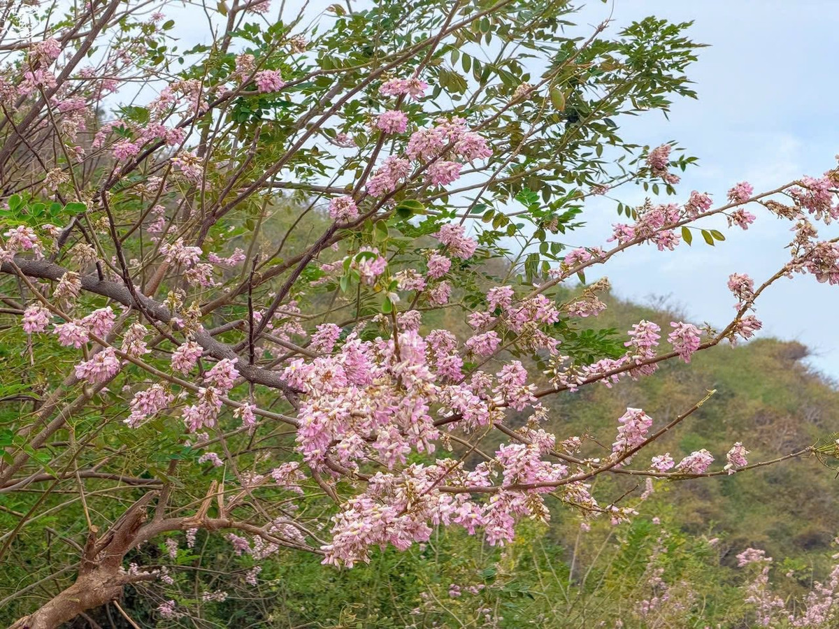 Dưới ánh nắng nhẹ và làn gió biển mát lành, từng mảng hồng nhạt hiện lên mềm mại, tạo cảm giác yên bình hiếm thấy giữa nhịp sống đô thị. Ảnh Fanpage Ăn chơi Vũng Tàu