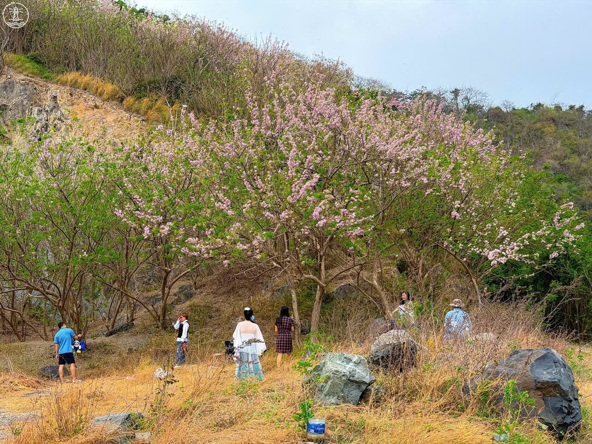 Không ít du khách cho biết, họ chủ động sắp xếp lịch trình ngắn ngày để “săn” mùa hoa đặc biệt này. Chỉ cần một góc chụp đơn giản, với triền đồi, bầu trời cao và vài nhành hoa đỗ mai, cũng đủ để có những bức ảnh mang đậm không khí xuân miền biển.