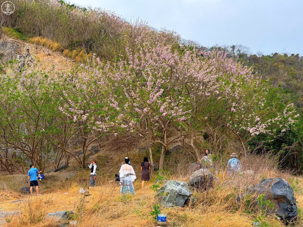 Không ít du khách cho biết, họ chủ động sắp xếp lịch trình ngắn ngày để “săn” mùa hoa đặc biệt này. Chỉ cần một góc chụp đơn giản, với triền đồi, bầu trời cao và vài nhành hoa đỗ mai, cũng đủ để có những bức ảnh mang đậm không khí xuân miền biển.
