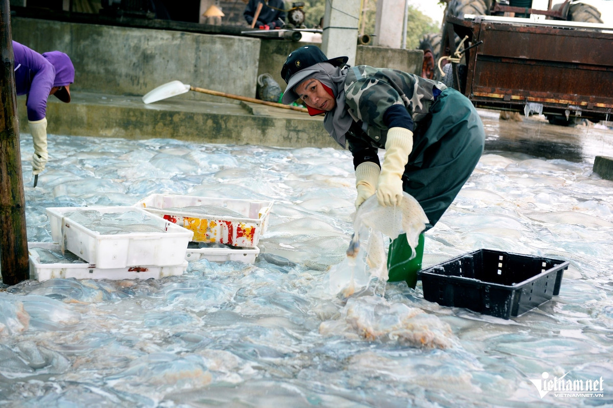 Sau khi được đưa vào bờ, sứa được vận chuyển đến các điểm thu mua rồi chuyển vào khu sơ chế. Tại đây, sứa được phân loại, làm sạch và ngâm muối khoảng một tuần để trở thành thành phẩm. Ảnh Vietnamnet