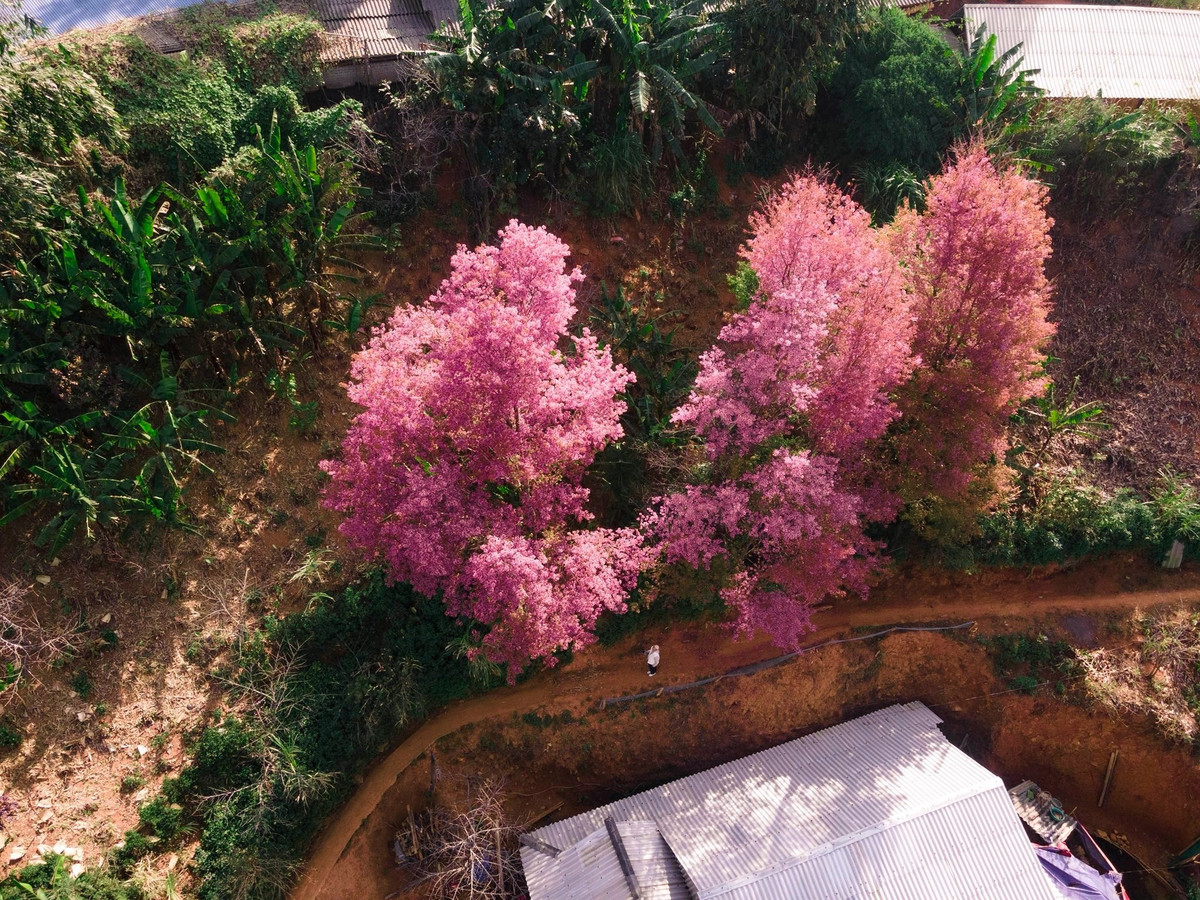 “Tớ dày” (tiếng Mông gọi là Pẳng tớ dày) mang vẻ đẹp dung dị, thuần khiết, mọc trên các sườn núi cao, hòa cùng mây trắng, tạo nên bức tranh xuân rất riêng của miền Tây Bắc. Ảnh Blog của Rọt