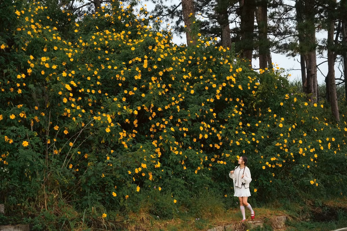 Cùng lúc, hoa dã quỳ bắt đầu nở rộ, tạo nên những cung đường vàng rực rỡ. Từ đèo Prenn, đèo Tà Nung ở Đà Lạt đến miệng núi lửa Chư Đăng Ya ở Gia Lai hay quanh hồ Lắk, hoa dã quỳ nhuộm vàng cả triền đồi, khiến khung cảnh trở nên sống động. Ảnh Diễm Quỳnh