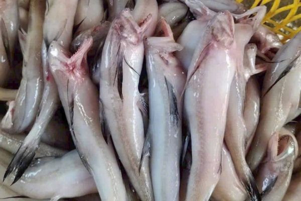 Cá khoai, còn gọi là cá cháo, là một loài cá biển quen thuộc với nhiều gia đình Việt. Trước đây, cá khoai thường chỉ xuất hiện trong những bữa cơm dân dã ở vùng ven biển, nhưng vài năm gần đây, loại cá này ngày càng được ưa chuộng và góp mặt trong thực đơn của nhiều nhà hàng nhờ thịt mềm, ít xương, vị ngọt thanh cùng giá trị dinh dưỡng đáng chú ý. Không chỉ là món ăn dễ chế biến, cá khoai còn được đánh giá cao về lợi ích đối với sức khỏe. Ảnh minh họa