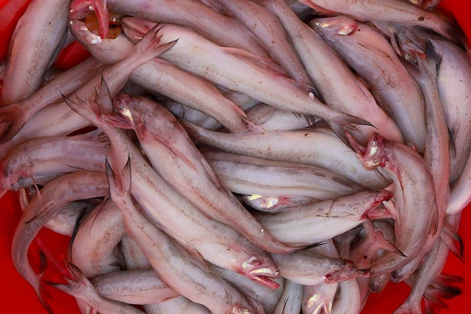 Bên cạnh đó là vitamin A, vitamin D, vitamin nhóm B cùng các khoáng chất như canxi, sắt, kẽm – những dưỡng chất đóng vai trò quan trọng trong việc tăng cường hệ miễn dịch, hỗ trợ tạo máu và duy trì sức khỏe xương khớp. Đáng chú ý, cá khoai có lượng cholesterol thấp và chỉ khoảng 220 calo/100g, phù hợp với những người đang ăn kiêng hoặc mong muốn giữ cân nặng ổn định. Ảnh minh họa