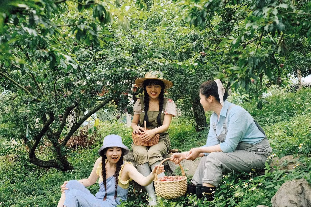 Những vườn mận ở thung lũng Nà Ka, bản Tân Lập hay Phiêng Luông vào mùa không chỉ là nơi cho quả, mà còn trở thành điểm du lịch sinh thái đầy hấp dẫn. Ảnh Nguyen Anh Nguyet