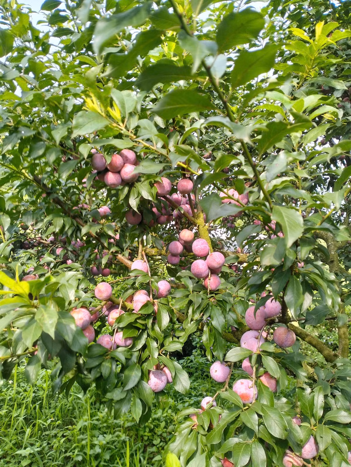 Mận hậu Mộc Châu khi chín có lớp vỏ mượt, ruột đỏ thẫm, cắn vào là nghe giòn rôm rốp, vị chua ngọt lan tỏa trong khoang miệng, khiến ai từng nếm qua một lần cũng nhớ mãi. Ảnh Mộc Châu