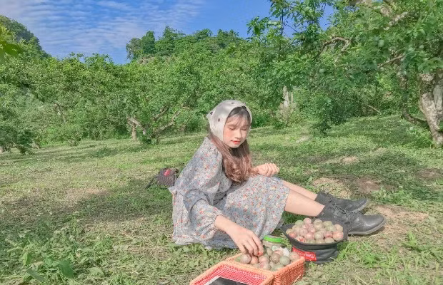 Dưới tán cây râm mát, tay cầm giỏ mây, thong thả lựa từng trái mận căng mọng đó là một thú vui nhẹ nhàng, gần gũi với thiên nhiên và rất đáng để thử. Ảnh Vietnambooking