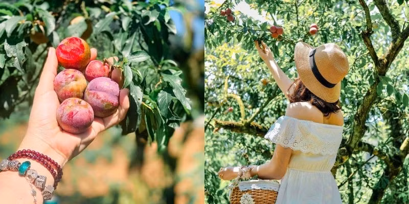 Mùa hè vốn là thời điểm lý tưởng để khám phá cao nguyên Mộc Châu nơi khí hậu luôn mát mẻ, dễ chịu. Nhưng đặc biệt hơn cả, từ cuối tháng 5, nơi đây vào mùa mận chín mùa được xem là “đặc sản” không chỉ của thiên nhiên, mà còn là của cả tâm hồn người lữ khách. Ảnh Mộc Châu