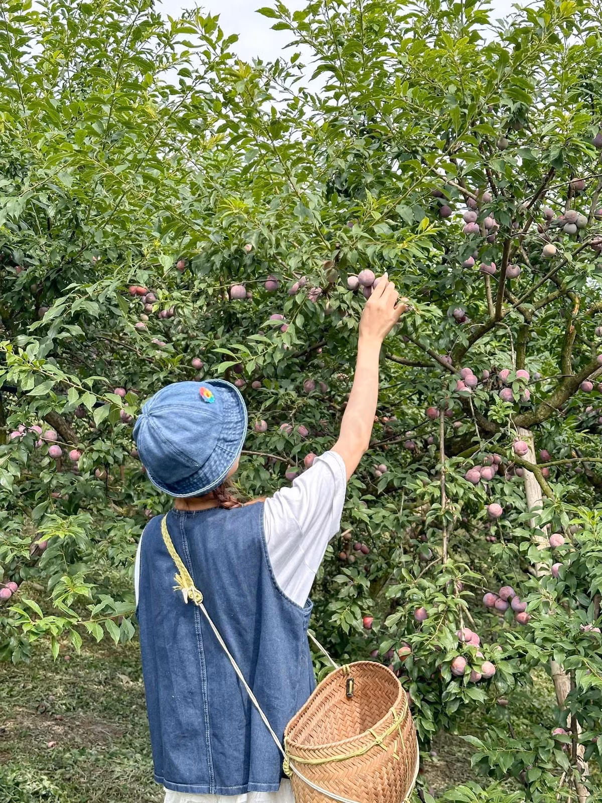 Thời điểm lý tưởng để hái mận là vào buổi sáng sớm hoặc chiều mát, khi thời tiết dễ chịu và ánh nắng không quá gắt. Du khách nên chuẩn bị mũ, áo khoác nhẹ và giày thể thao để tiện di chuyển trong vườn. Ảnh Anh Thơ