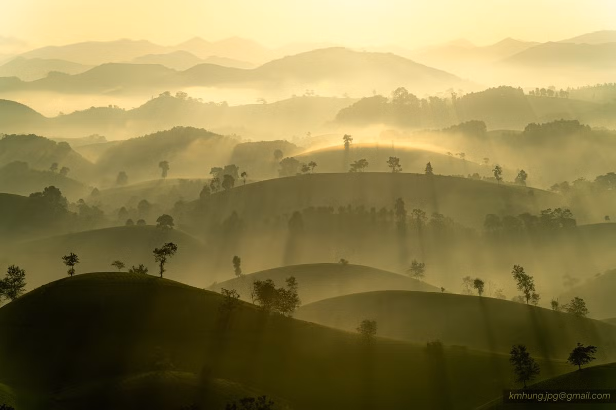 Ánh sáng dịu dàng của mặt trời mới mọc chiếu xuống những luống chè xanh mướt, tạo nên một khung cảnh như một bức tranh thủy mặc sống động. Sương vẫn còn đọng lại trên lá chè, khiến không gian trông như mơ màng, khiến mỗi du khách đều cảm thấy như lạc vào một thế giới bình yên, tĩnh lặng. Ảnh Kim Hưng