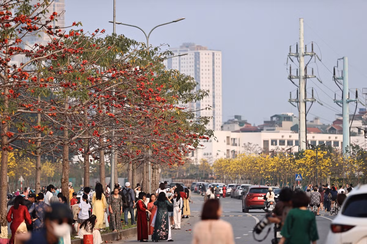 Điểm đặc biệt của con đường này là sự xuất hiện của hai loài hoa cùng lúc. Giữa những tán phong linh vàng rực là hàng hoa gạo đang trổ bông đỏ thắm. Hai gam màu nổi bật vàng và đỏ đan xen khiến không gian trở nên sống động, thu hút nhiều người đến chiêm ngưỡng và ghi lại những khoảnh khắc đẹp.