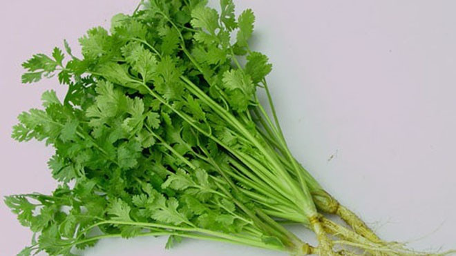 Bên cạnh thì là, rau mùi, còn gọi là ngò ta, cũng là loại rau gia vị phổ biến, đặc biệt được trồng nhiều và sử dụng nhiều trong mùa đông. Rau mùi có mùi thơm nhẹ, vị cay dịu, thường được ăn sống, nấu canh hoặc rắc lên món ăn khi còn nóng để tăng hương vị. Ảnh minh họa