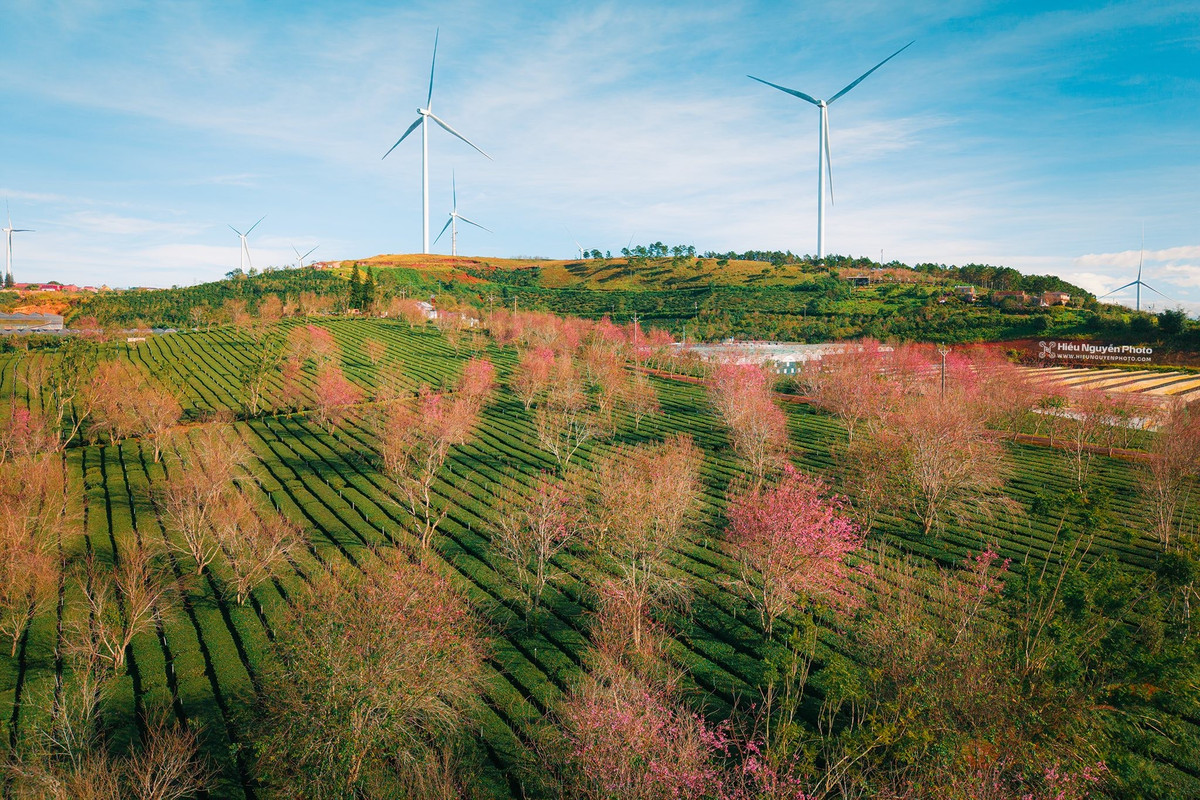 Xa hơn về phía đông nam thành phố, đồi chè Cầu Đất cũng bước vào mùa mai anh đào nở sớm. Những gốc hoa được trồng xen kẽ giữa các luống chè xanh mướt, tạo nên sự tương phản màu sắc độc đáo. Vào buổi sáng sớm, khi sương còn bảng lảng và nắng vừa lên, sắc hồng của mai anh đào nổi bật giữa không gian rộng lớn, mang đến khung cảnh trong trẻo, rất được du khách và giới trẻ ưa chuộng để ghi lại những khoảnh khắc đầu năm. Ảnh Hiếu Nguyễn