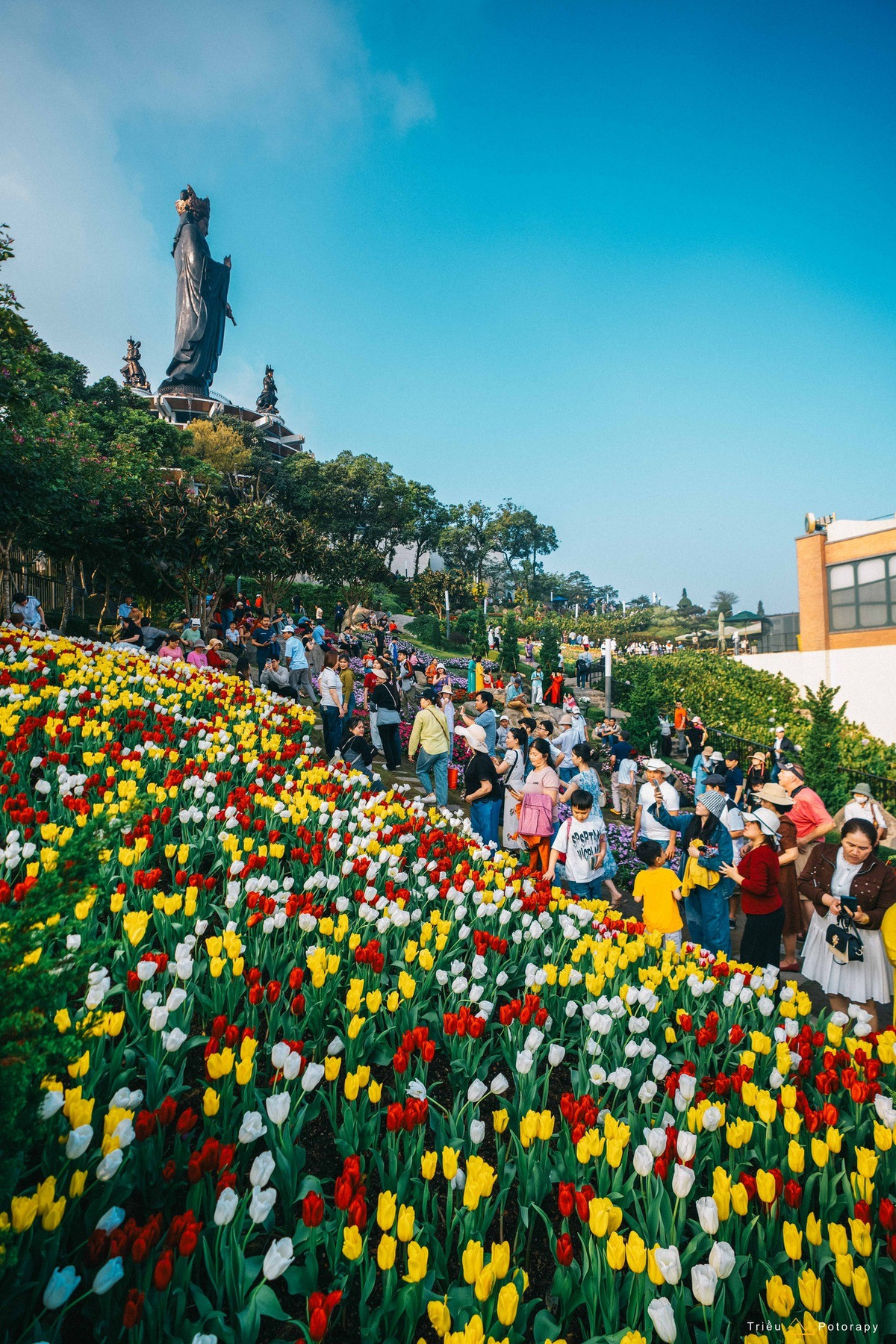 Những ngày này, núi Bà Đen (Tây Ninh) trở thành điểm đến thu hút đông đảo du khách khi hàng ngàn đóa tulip đồng loạt bung nở, tạo nên khung cảnh đầy màu sắc trên “nóc nhà” Nam Bộ. Ảnh Triều Potoraphy