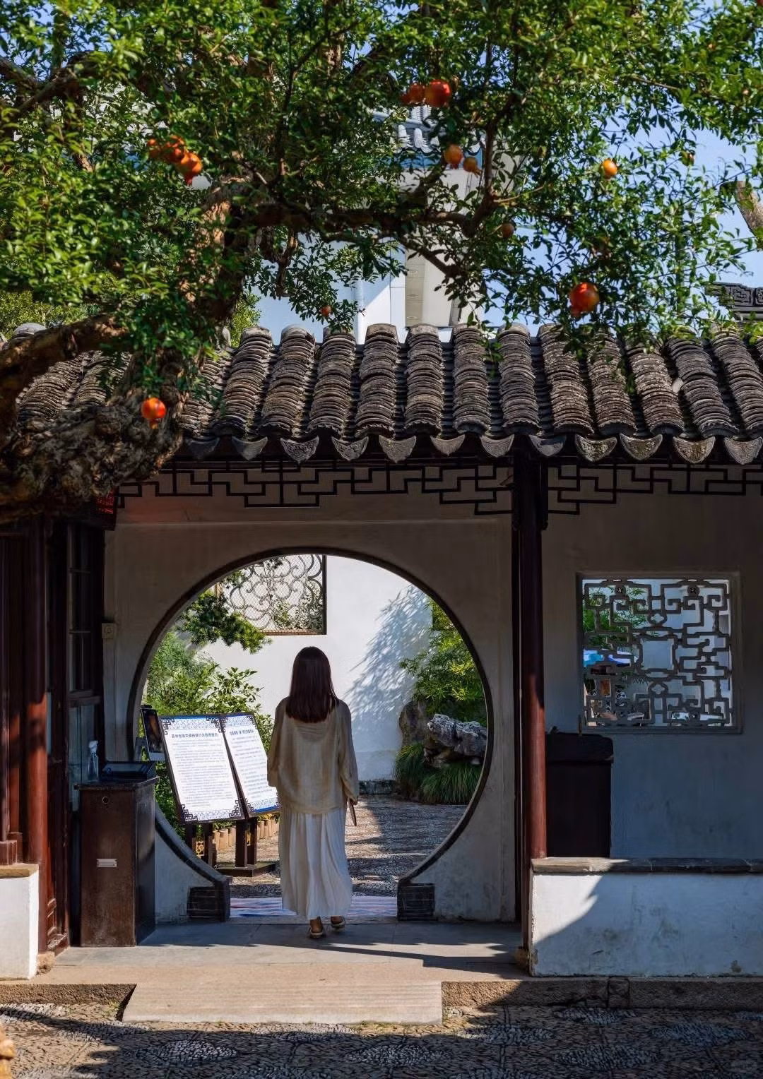 Nếu muốn kết hợp hành trình, nhiều công ty lữ hành hiện cung cấp tour Tô Châu – Hàng Châu – Thượng Hải với lịch trình 5 ngày 4 đêm, chi phí từ 12–15 triệu đồng/người. Một số đơn vị như Vietravel, Saigontourist, Fiditour – Vietluxtour còn thiết kế tour riêng ngắm mùa thu Giang Nam, trong đó Tô Châu là điểm dừng chính với các hoạt động dạo thuyền trên kênh đào cổ, thăm vườn Sư Tử, Lưu Viên và chiêm ngưỡng cây lựu trăm tuổi đang vào mùa sai trĩu quả. Ảnh Thu Thuỷ