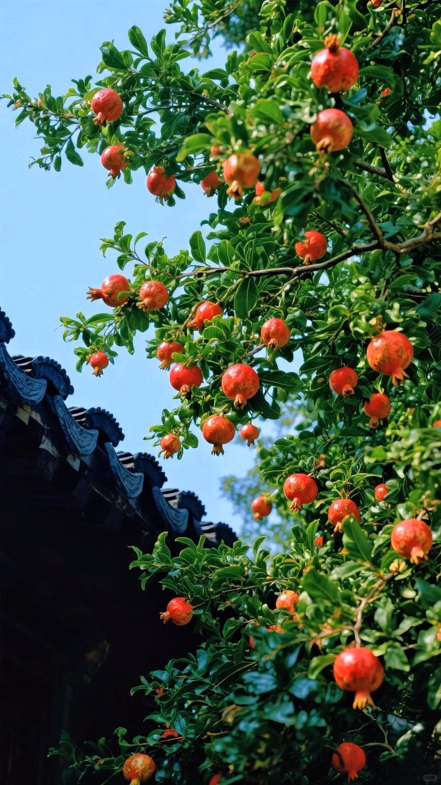 Trong văn hóa Trung Hoa, hình ảnh quả lựu chín mọng tượng trưng cho điềm lành, sự thịnh vượng và may mắn – bởi vậy mà mỗi mùa thu đến, người dân địa phương lại xem việc cây ra quả là dấu hiệu tốt đẹp cho năm mới sắp tới. Ảnh Fanpage Du lịch Trung Quốc