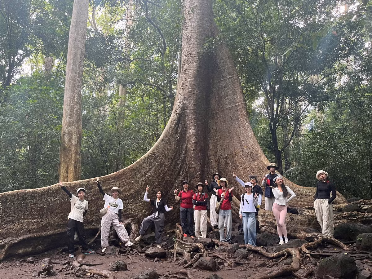 Buổi chiều là khoảng thời gian lý tưởng để tiếp tục khám phá những điểm nổi bật khác của Nam Cát Tiên như cây Tung cổ thụ với bộ rễ nổi lớn có tuổi đời hơn 400 năm – một “chứng nhân” sống động cho lịch sử của khu rừng nguyên sinh. Ngoài ra, Thác Trời hay Trung tâm cứu hộ linh trưởng là những điểm đến thú vị, đặc biệt với những ai yêu động vật và quan tâm đến công tác bảo tồn. Trung tâm hiện đang chăm sóc nhiều cá thể quý như voọc bạc, cu li nhỏ, khỉ mặt đỏ… được cứu hộ từ các vụ săn bắt trái phép.