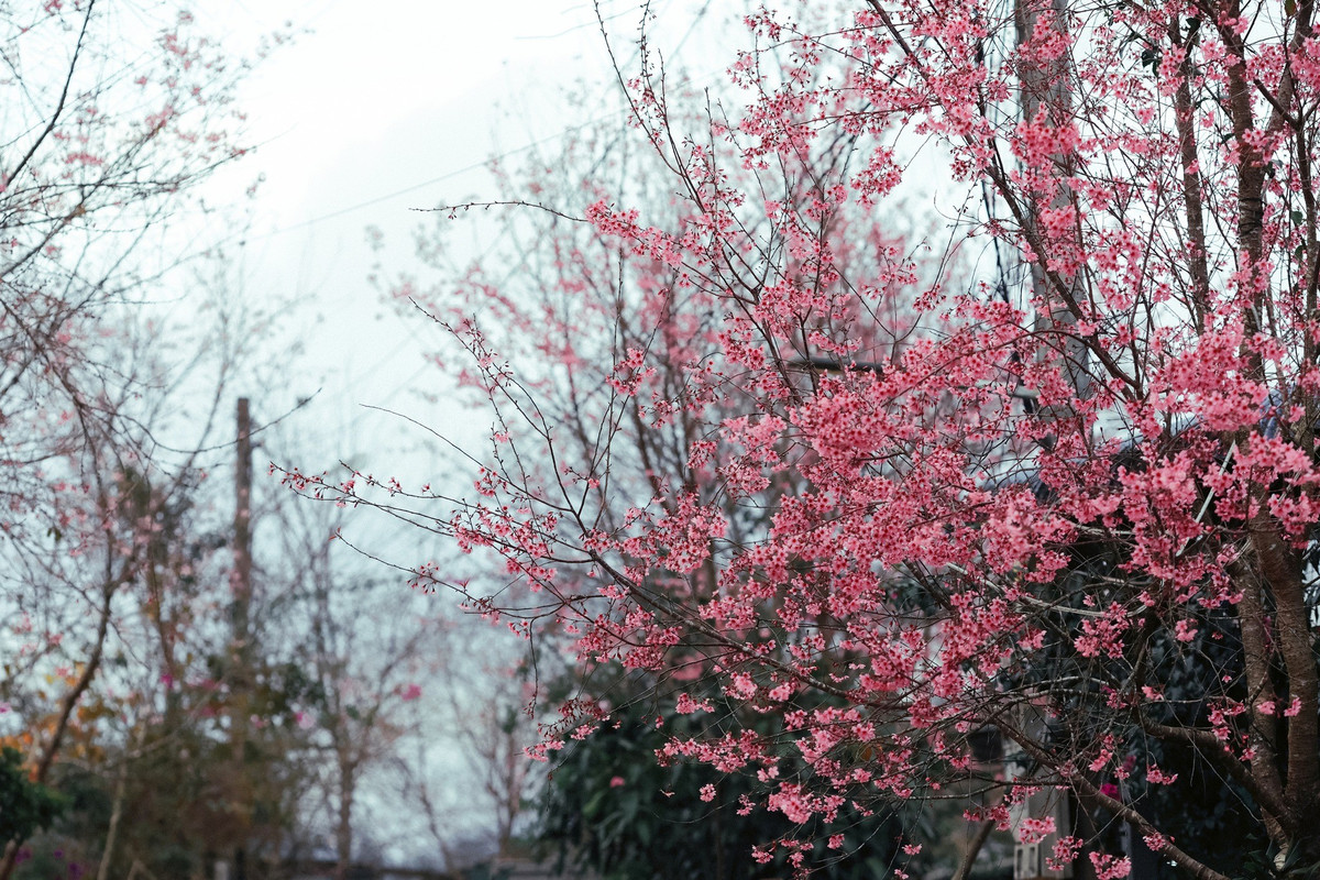 Mai anh đào ở đây có thân cao, tán rộng, hoa màu hồng nhạt đến hồng đậm, nở thành chùm dày trên cành trơ lá. Khi nở rộ, sắc hoa nổi bật trên nền rừng xanh và địa hình đồi núi, tạo nên cảnh quan đặc trưng của vùng cao Lạc Dương khi xuân sắp về.