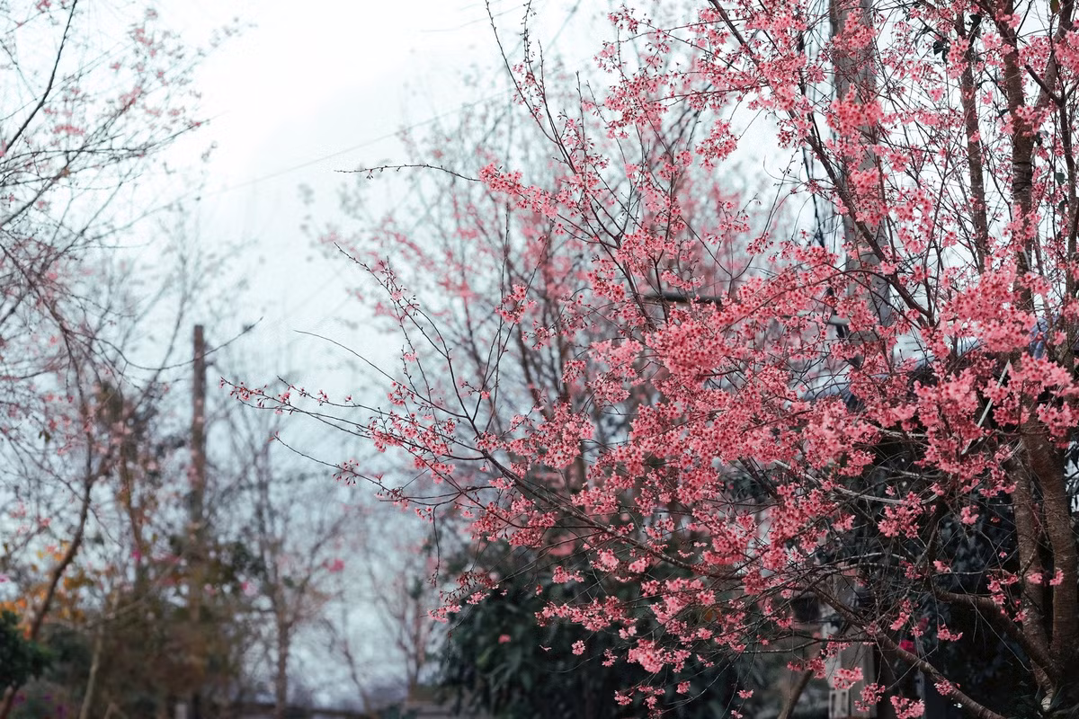 Mai anh đào ở đây có thân cao, tán rộng, hoa màu hồng nhạt đến hồng đậm, nở thành chùm dày trên cành trơ lá. Khi nở rộ, sắc hoa nổi bật trên nền rừng xanh và địa hình đồi núi, tạo nên cảnh quan đặc trưng của vùng cao Lạc Dương khi xuân sắp về.