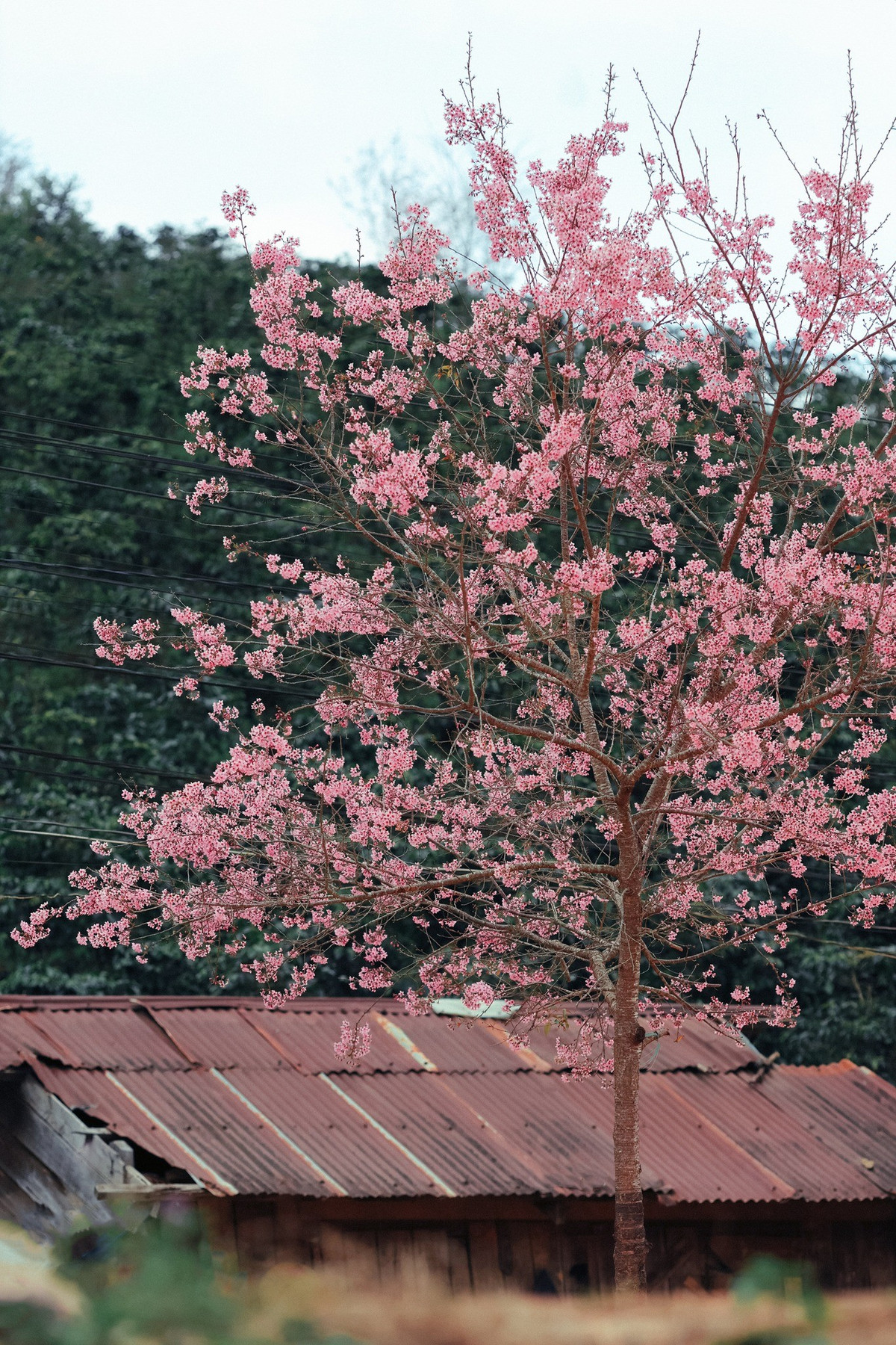 K’Long K’Lanh phù hợp với những du khách yêu thích cảnh quan tự nhiên, muốn trải nghiệm một không gian yên tĩnh, khác với nhịp sống du lịch sôi động ở trung tâm Đà Lạt. Mùa mai anh đào tại đây không kéo dài lâu, thường chỉ đẹp trong khoảng vài tuần, do đó du khách cần theo dõi thời điểm nở hoa để có chuyến đi phù hợp.