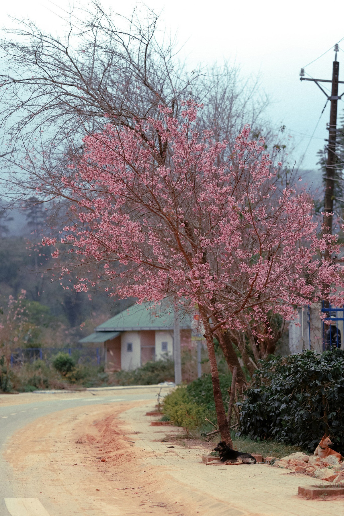 Theo ghi nhận, mai anh đào tại khu vực K’Long K’Lanh thường nở từ cuối tháng 12 đến khoảng tháng 2 hằng năm, tùy điều kiện thời tiết.