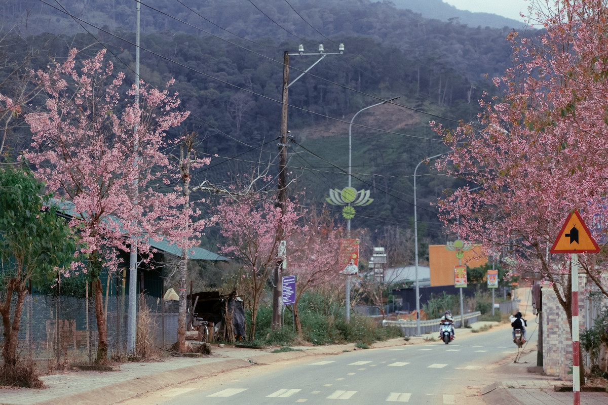 Năm nay, hoa nở khá đồng đều, tập trung dọc hai bên quốc lộ 27C, các tuyến đường nội làng, ven nhà dân và khu vực gần suối, cầu nhỏ trong làng.