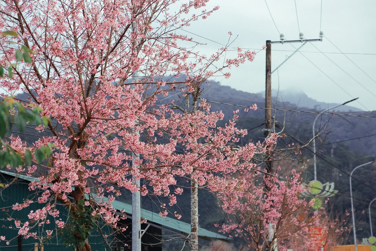 Khác với một số điểm ngắm mai anh đào nổi tiếng tại trung tâm Đà Lạt, khu vực K’Long K’Lanh hiện chưa bị thương mại hóa mạnh. Khu vực này không có nhiều dịch vụ du lịch, quán cà phê hay điểm check-in được đầu tư bài bản. Du khách chủ yếu dừng xe ven đường, đi bộ chụp ảnh và tham quan trong thời gian ngắn.
