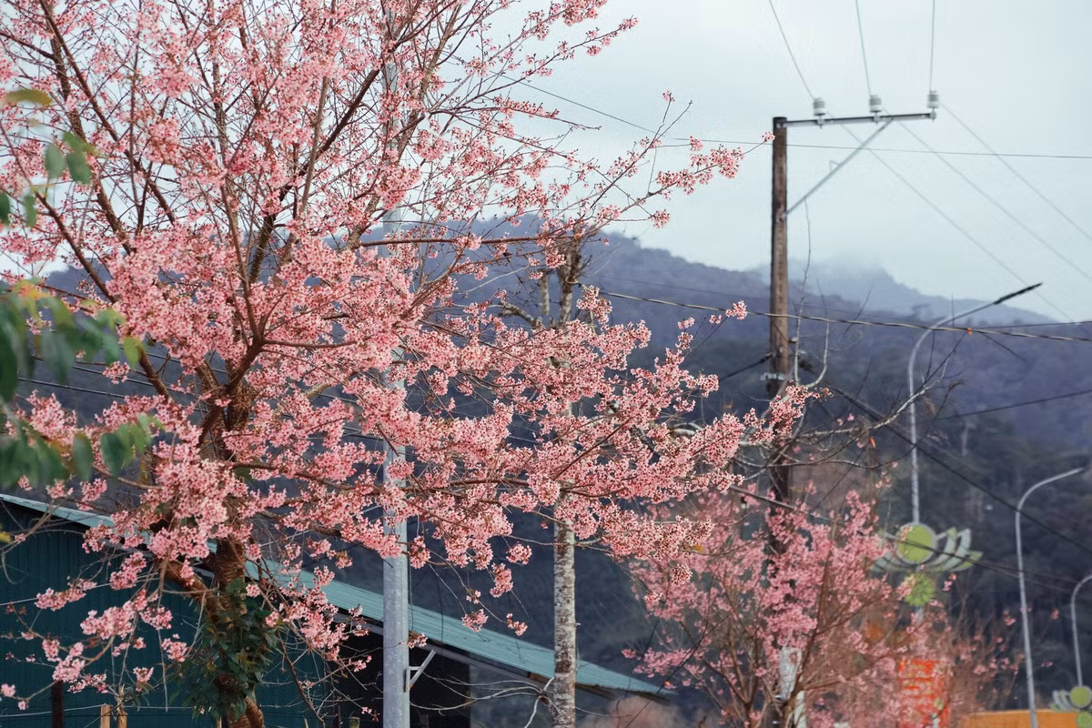 Khác với một số điểm ngắm mai anh đào nổi tiếng tại trung tâm Đà Lạt, khu vực K’Long K’Lanh hiện chưa bị thương mại hóa mạnh. Khu vực này không có nhiều dịch vụ du lịch, quán cà phê hay điểm check-in được đầu tư bài bản. Du khách chủ yếu dừng xe ven đường, đi bộ chụp ảnh và tham quan trong thời gian ngắn.