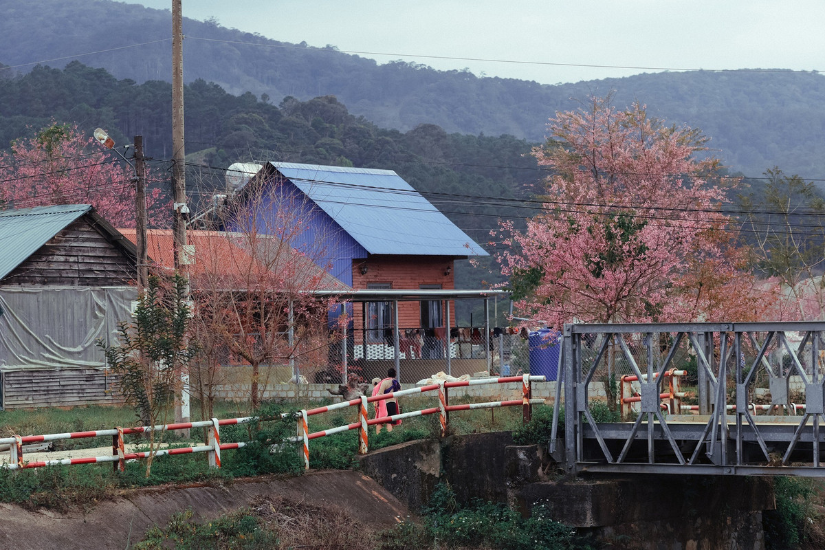 Nhờ vậy, không gian làng vẫn giữ được sự yên tĩnh, sinh hoạt của người dân diễn ra bình thường trong mùa hoa. Nhiều đoạn đường hoa nằm xen kẽ nhà ở, hàng rào, cầu dân sinh và ruộng vườn, phản ánh rõ nét đời sống vùng cao nguyên.