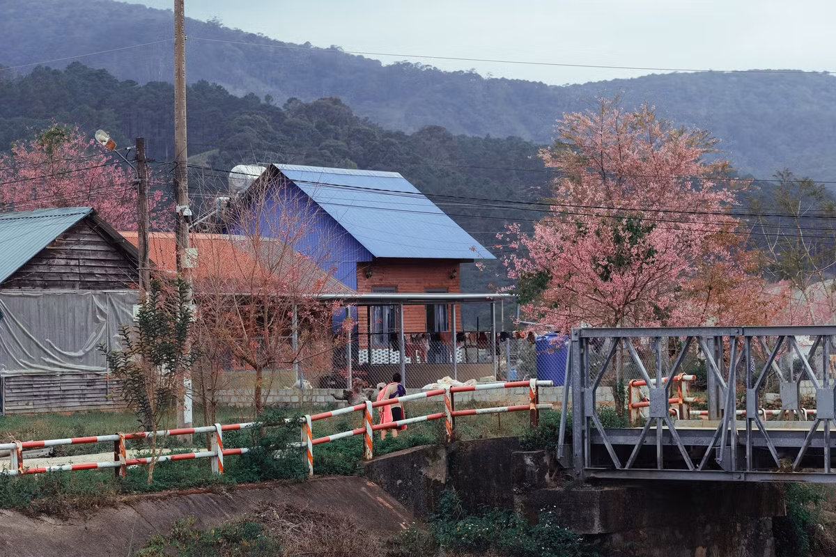 Nhờ vậy, không gian làng vẫn giữ được sự yên tĩnh, sinh hoạt của người dân diễn ra bình thường trong mùa hoa. Nhiều đoạn đường hoa nằm xen kẽ nhà ở, hàng rào, cầu dân sinh và ruộng vườn, phản ánh rõ nét đời sống vùng cao nguyên.