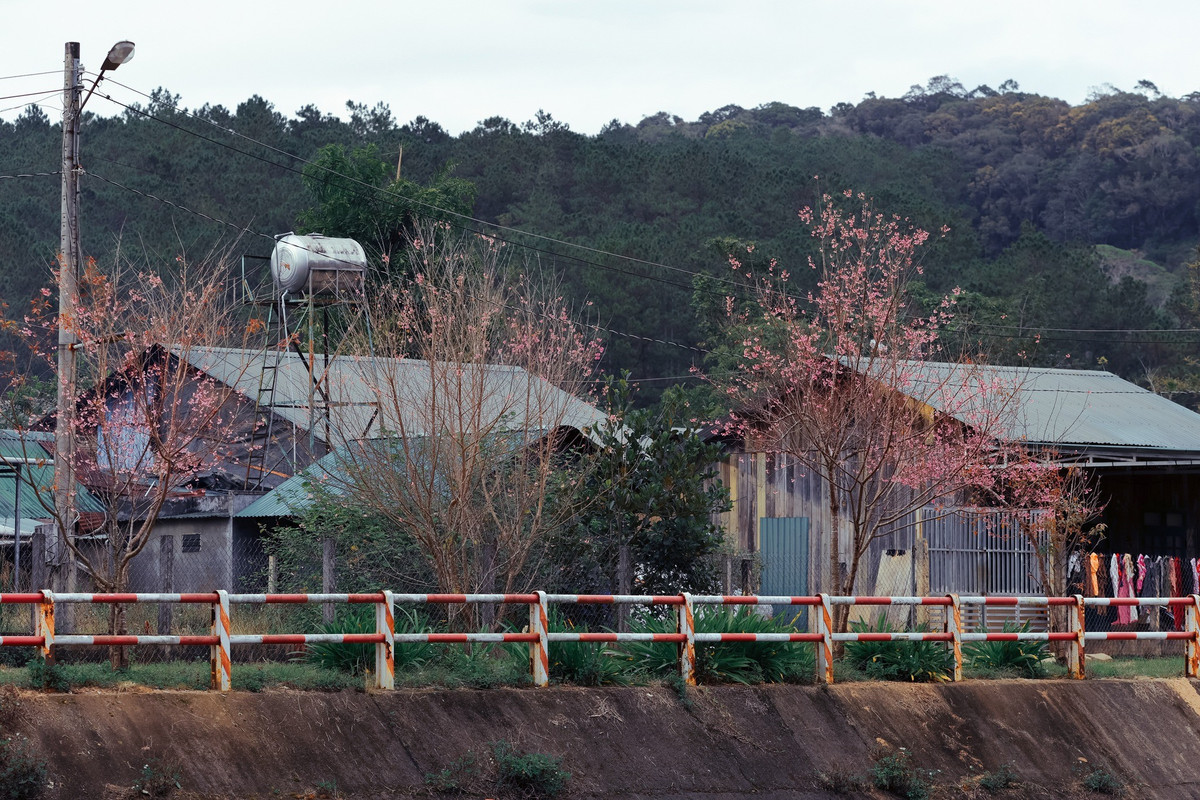 Với vị trí nằm ngay trên quốc lộ 27C, làng K’Long K’Lanh là điểm dừng chân thuận tiện cho du khách di chuyển giữa Đà Lạt và Nha Trang trong mùa mai anh đào. Thời điểm chụp ảnh đẹp thường rơi vào buổi sáng sớm hoặc chiều muộn, khi ánh sáng dịu và ít phương tiện qua lại. Chính quyền địa phương và người dân khuyến cáo du khách dừng, đỗ xe đúng nơi quy định, không bẻ cành, hái hoa, tránh làm ảnh hưởng đến sinh hoạt và cảnh quan chung của khu dân cư.
