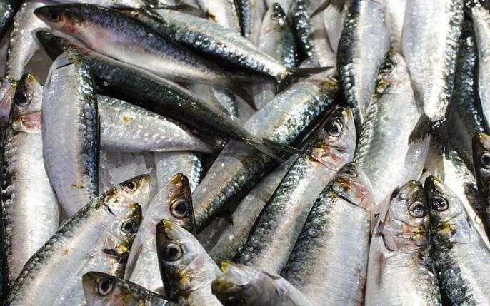 Cá trích phổ biến ở vùng biển miền Trung, thường được chế biến thành các món như gỏi, nướng, chiên. Trong khi đó, cá mòi phân bố rộng ở cả vùng biển và nước lợ, xuất hiện tại nhiều hệ thống sông lớn như sông Hồng, sông Thu Bồn. Ảnh BHX