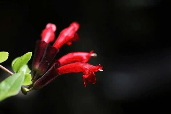 Trong bối cảnh diện tích căn hộ ngày càng hạn chế, những loại cây treo không chiếm mặt sàn như hoa son môi trở thành lựa chọn phù hợp. Chỉ cần một chậu nhỏ treo trước cửa sổ hay góc ban công, không gian sống đã trở nên sinh động và gần gũi hơn với thiên nhiên. Ảnh shutterstock