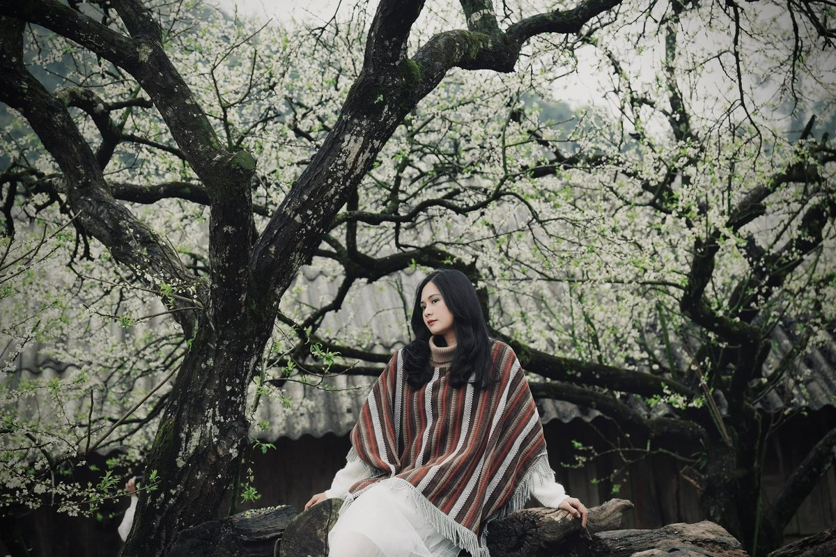 Cùng nằm trên cung đường vào Nà Ka, bản Phiêng Cành mang đến trải nghiệm khác biệt khi hoa mận gắn liền với sinh hoạt thường ngày của đồng bào Mông. Những cành mận trắng nở quanh hiên nhà, phủ kín sân vườn, bờ rào đá và chạy dọc các con đường đất đỏ. Ảnh Oanh Đỗ