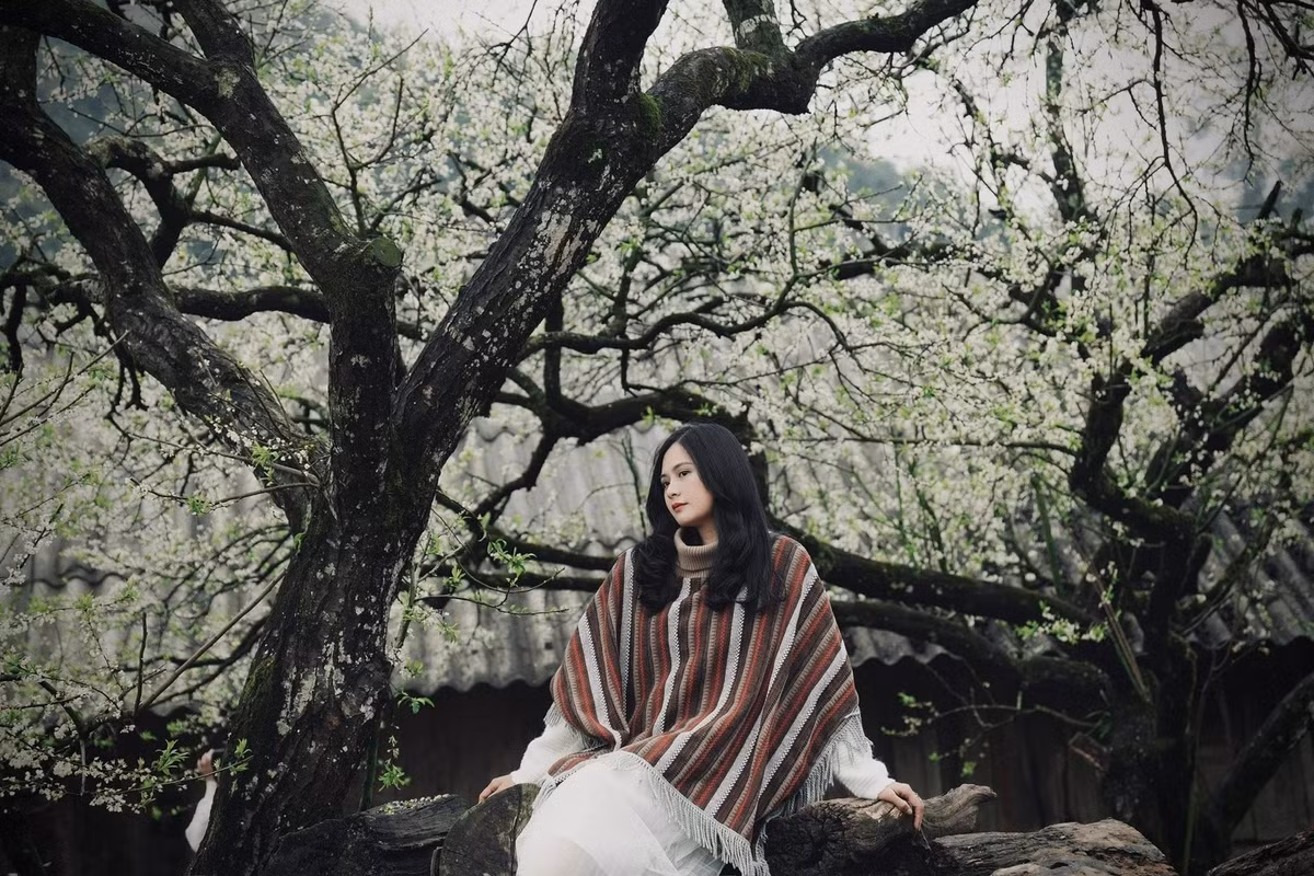 Cùng nằm trên cung đường vào Nà Ka, bản Phiêng Cành mang đến trải nghiệm khác biệt khi hoa mận gắn liền với sinh hoạt thường ngày của đồng bào Mông. Những cành mận trắng nở quanh hiên nhà, phủ kín sân vườn, bờ rào đá và chạy dọc các con đường đất đỏ. Ảnh Oanh Đỗ