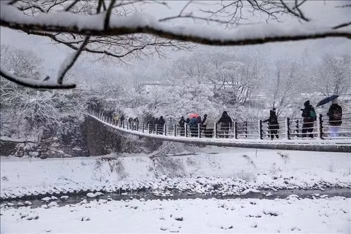 Điểm nhấn đặc biệt của mùa đông Shirakawa-go là sự kiện thắp sáng ban đêm (Light-Up), thường diễn ra vào tháng 1 và tháng 2. Trong những đêm này, cả ngôi làng được chiếu sáng bởi hàng trăm ánh đèn, tạo nên khung cảnh huyền ảo, lãng mạn, thu hút đông đảo du khách. Từ các điểm quan sát trên cao, toàn cảnh Shirakawa-go hiện ra đẹp như tranh vẽ, khiến bất cứ ai cũng khó lòng rời mắt. Ảnh TTXVN