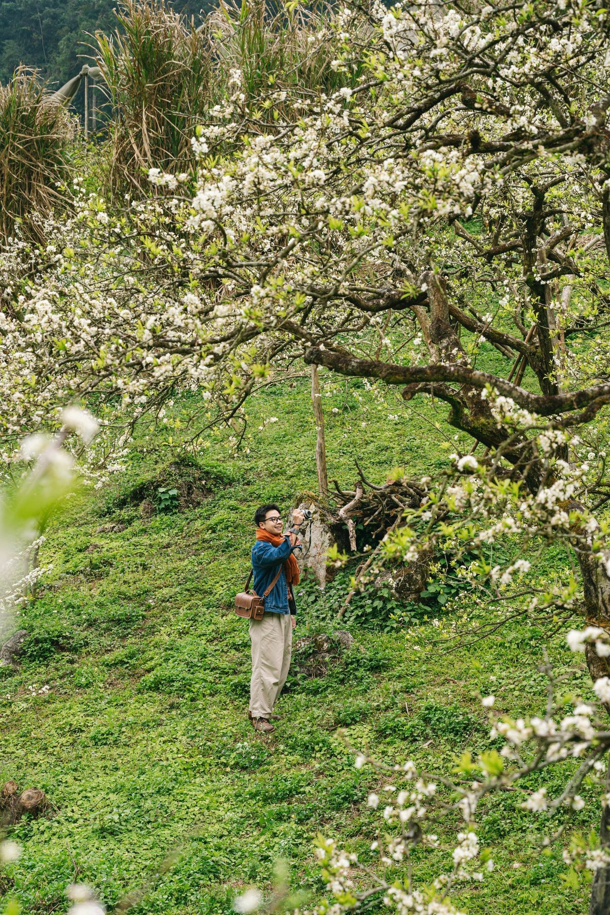 Điều khiến hoa mận Mộc Châu trở nên đặc biệt chính là sự hòa quyện hài hòa với cảnh sắc xung quanh. Màu trắng của hoa nổi bật trên nền xanh mướt của đồi chè, sắc nâu trầm của đất và làn sương mỏng giăng kín lối. Buổi sáng, hoa long lanh dưới nắng nhẹ, đến chiều, không gian trở nên trầm lắng, man mác, mang vẻ đẹp rất riêng của núi rừng Tây Bắc. Ảnh Quang Kiên
