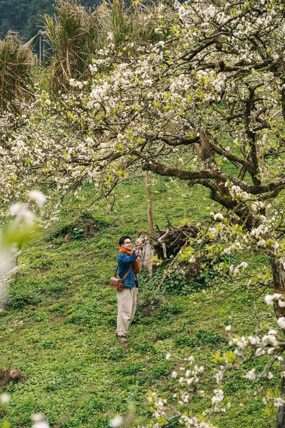 Điều khiến hoa mận Mộc Châu trở nên đặc biệt chính là sự hòa quyện hài hòa với cảnh sắc xung quanh. Màu trắng của hoa nổi bật trên nền xanh mướt của đồi chè, sắc nâu trầm của đất và làn sương mỏng giăng kín lối. Buổi sáng, hoa long lanh dưới nắng nhẹ, đến chiều, không gian trở nên trầm lắng, man mác, mang vẻ đẹp rất riêng của núi rừng Tây Bắc. Ảnh Quang Kiên