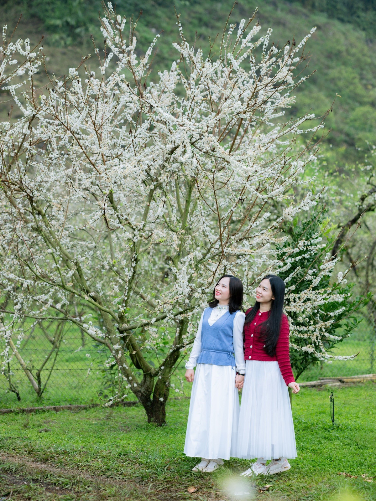 Theo kinh nghiệm của người dân địa phương, thời điểm lý tưởng nhất để ngắm và chụp hoa mận là sáng sớm hoặc cuối chiều, khi ánh sáng dịu nhẹ, không khí mát lành. Ảnh Fanpage Đi trốn không