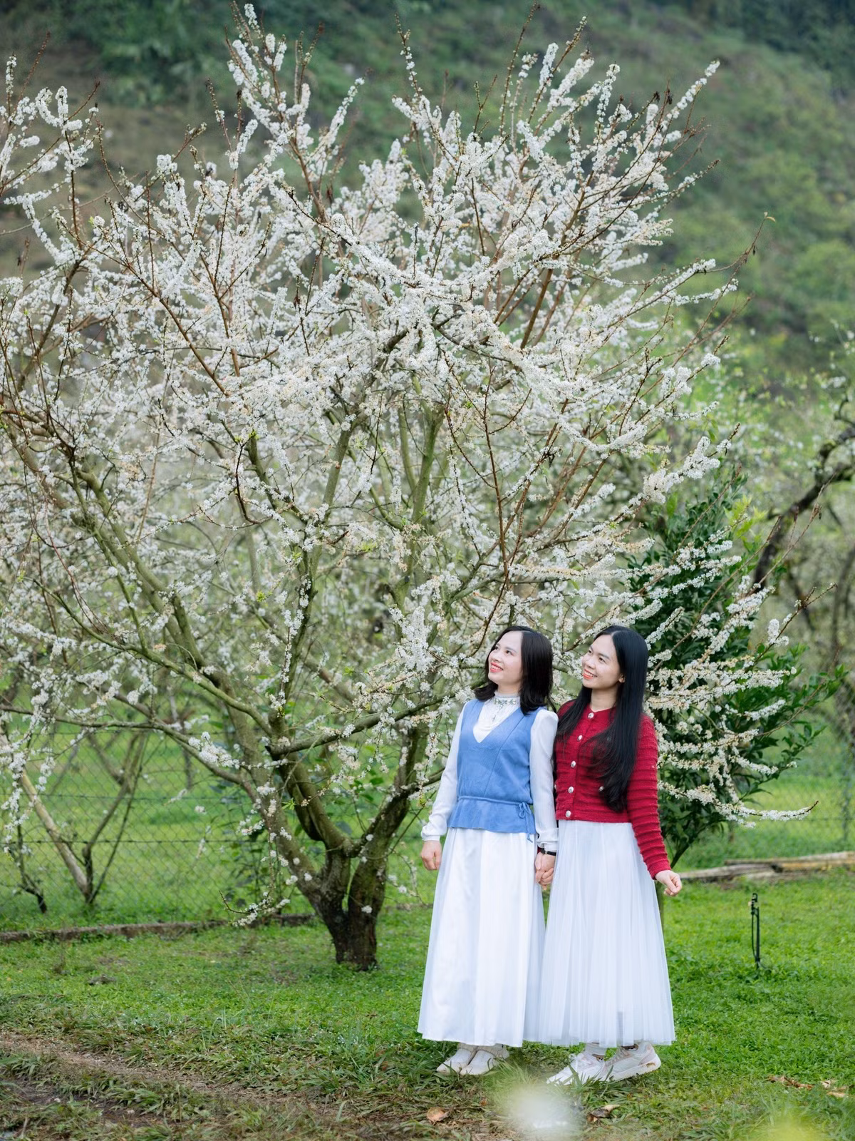 Theo kinh nghiệm của người dân địa phương, thời điểm lý tưởng nhất để ngắm và chụp hoa mận là sáng sớm hoặc cuối chiều, khi ánh sáng dịu nhẹ, không khí mát lành. Ảnh Fanpage Đi trốn không