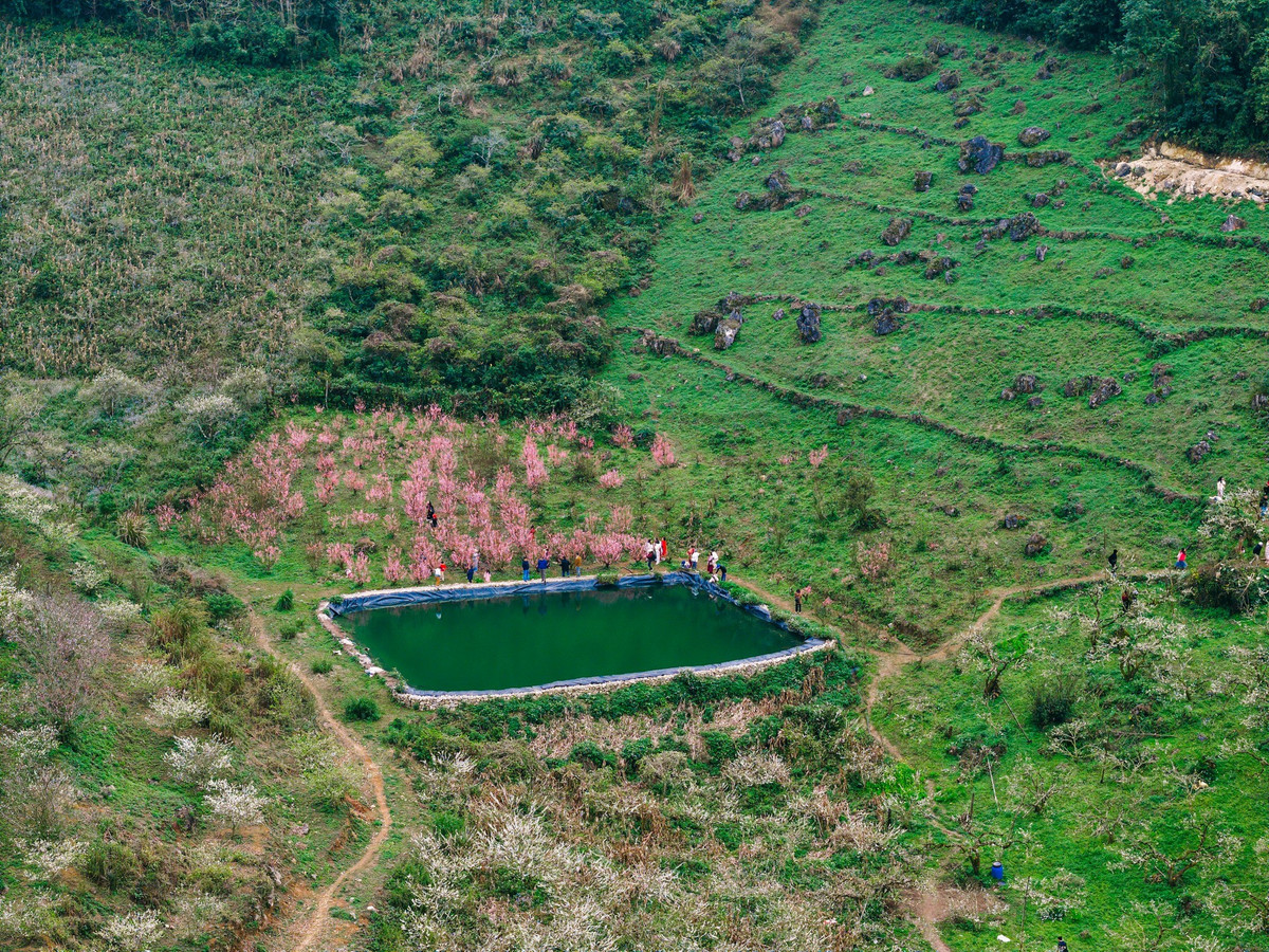 Không ít du khách từ Hà Nội, các tỉnh đồng bằng và cả khách quốc tế chọn Mộc Châu làm điểm đến để tận hưởng mùa hoa ngắn ngủi này. Ảnh Quang Kiên