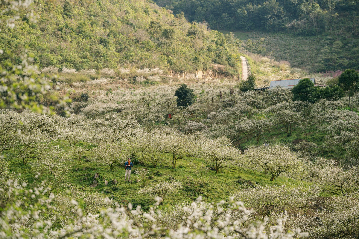 Trên khắp cao nguyên, từ bản Áng, Pa Phách, Tà Số, Nà Ka đến những triền đồi gần đồi chè trái tim, những cành mận khẳng khiu phủ kín hoa li ti, nối nhau trải dài như một tấm thảm trắng mềm mại. Giữa không gian bảng lảng sương sớm, sắc hoa mận càng trở nên mờ ảo, tạo cảm giác yên bình hiếm có. Ảnh Quang Kiên