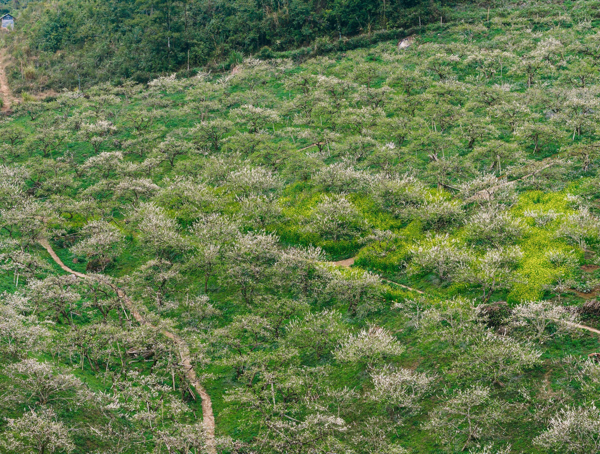 Người dân địa phương cho biết, nhờ thời tiết thuận lợi, mùa hoa mận năm nay đến sớm và nở đều. Từ nhiều tuần trước, các vườn mận đã thu hút đông đảo du khách, đặc biệt là giới trẻ và những người yêu nhiếp ảnh. Ảnh Quang Kiên