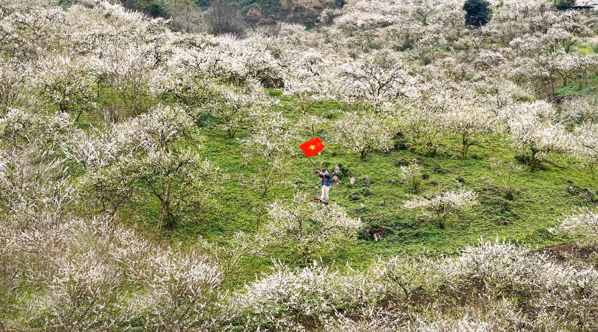 Khi những cơn gió lạnh cuối mùa còn phảng phất và sương mù buổi sớm chưa tan, Mộc Châu như bừng tỉnh trong sắc trắng tinh khôi của hoa mận. Không rực rỡ, kiêu sa, loài hoa này mang vẻ đẹp giản dị, thuần khiết, đủ sức níu chân du khách ngay từ ánh nhìn đầu tiên. Ảnh Quang Kiên