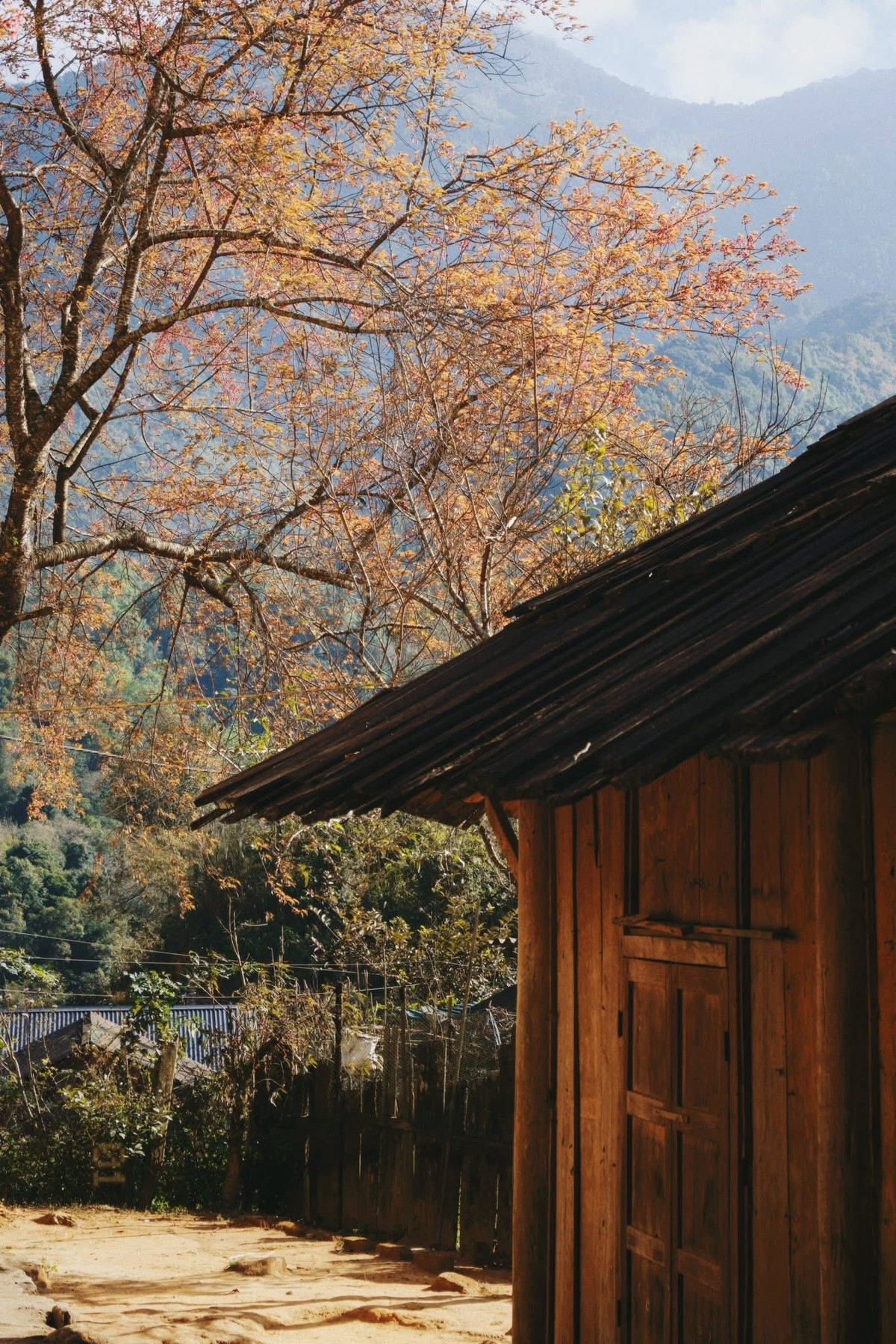 Trước sức hút của mùa hoa anh đào, một số công ty lữ hành đã bắt đầu đưa bản Phà Nọi vào hành trình du xuân đầu năm. Theo khảo sát, Vietravel chi nhánh Nghệ An hiện triển khai các tour khám phá Mường Típ – Kỳ Sơn kéo dài 2 ngày 1 đêm, trong đó điểm nhấn là trải nghiệm mùa hoa anh đào ở Phà Nọi, kết hợp tham quan cảnh quan vùng biên và tìm hiểu văn hóa địa phương.